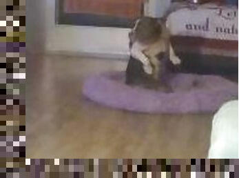 My Doggy Knows How To Get Down and Dance LOL